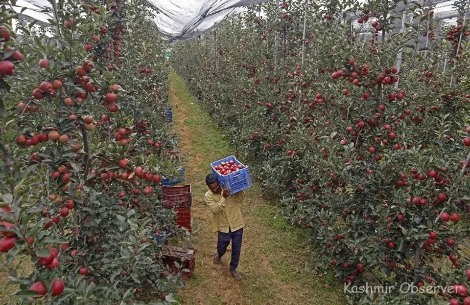 Kashmir apple growers skeptical of proposed crop insurance scheme
