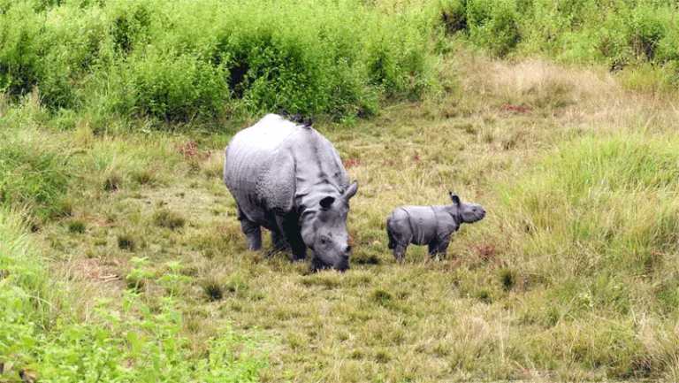 A Wild Success? Tracking a Decade of Rhino Reintroduction in Manas