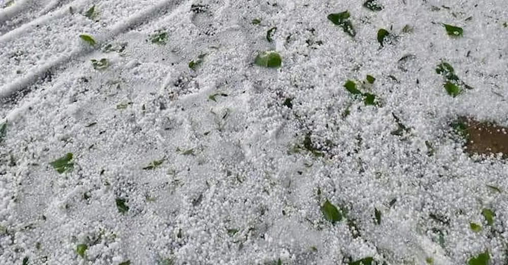 Horticulture Dept issues advisory for hail-hit orchards in B’pora