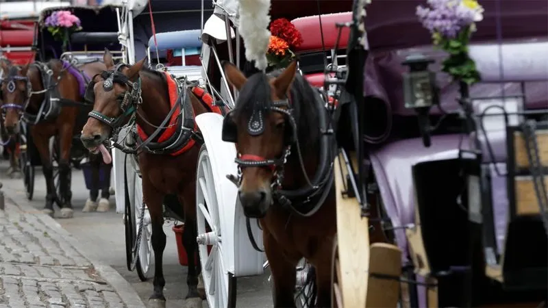 Bill seeking to ban horse carriages in NYC renamed after Indian teen killed in Central Park incident