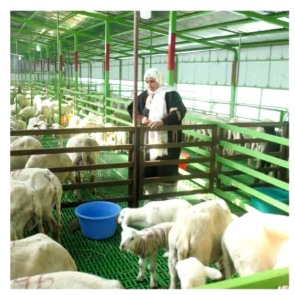 ‘Don't wait for job, create one’: Bandipora woman’s journey from 20 sheep to 500