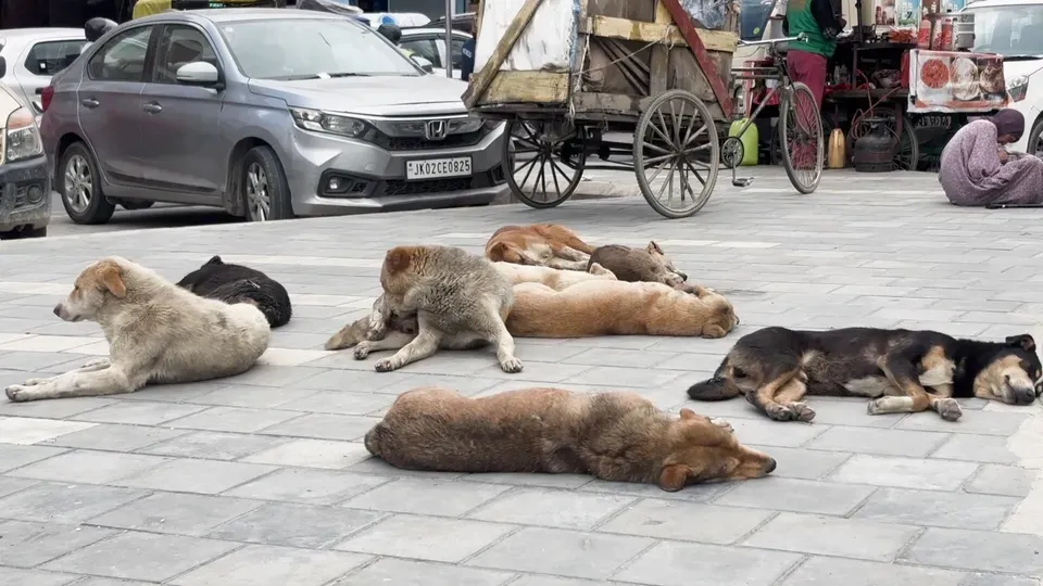 Persisting dog menace Almost 300 people bitten every day, a crisis no longer to be dismissed as a routine civic problem