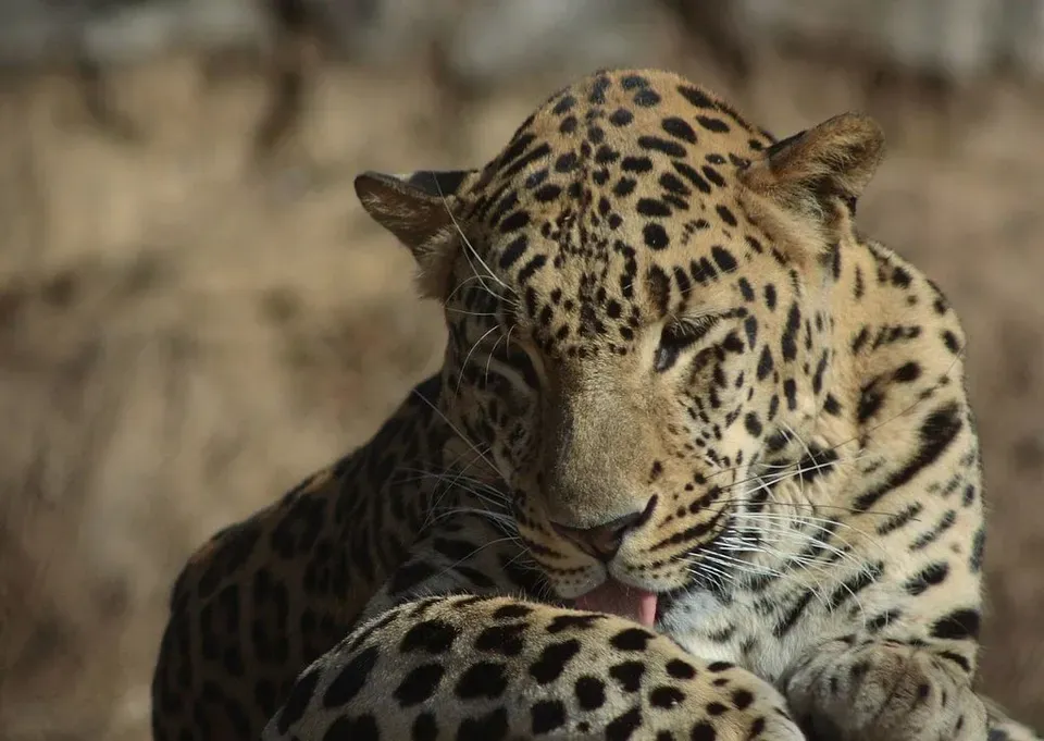 Leopard trapped inside abandoned house in Uri; rescue operation underway