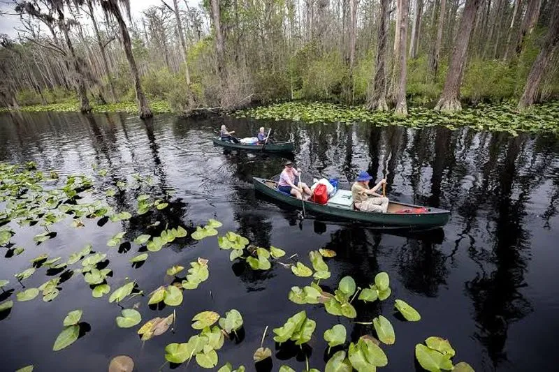 Georgia's Okefenokee Swamp among new additions to join UNESCO's World Heritage List