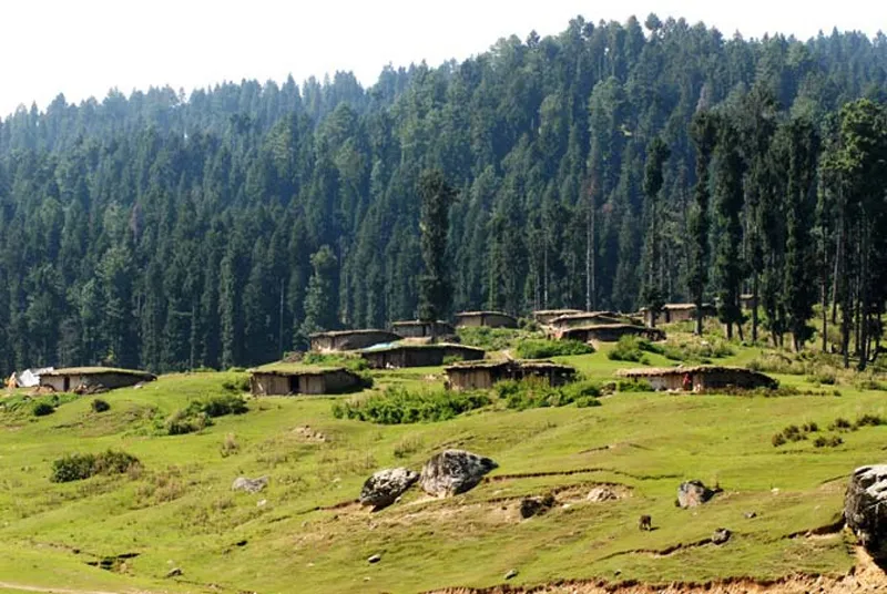 Forest Encroachments & Inaction