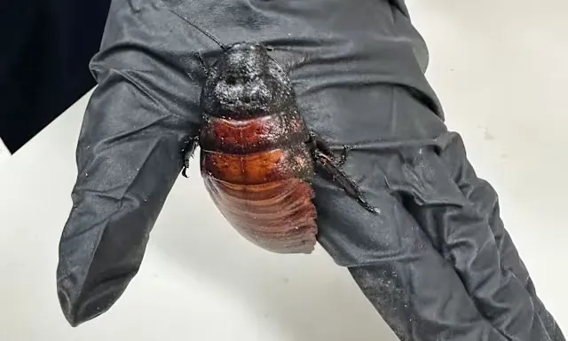 Australian cockroach kingpin caught  with 100,000 illegal insects in record bug bust